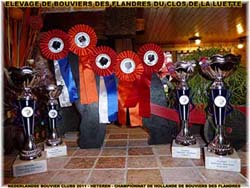 SITE WEB ELEVAGE DU CLOS DE LA LUETTE SPECIALISE POUR LE BOUVIER DES FLANDRES © COPYRIGHT DEPOSE